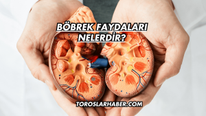 Böbrek Faydaları Nelerdir?