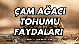 Çam Ağacı Tohumu Faydaları